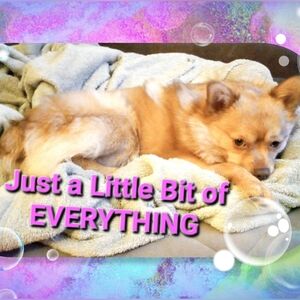 Just a Little Bit of EVERYTHING